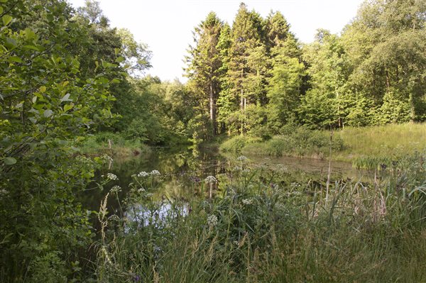 Woodland pond